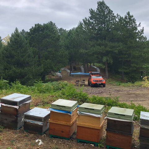 Çam Balı – 480 g