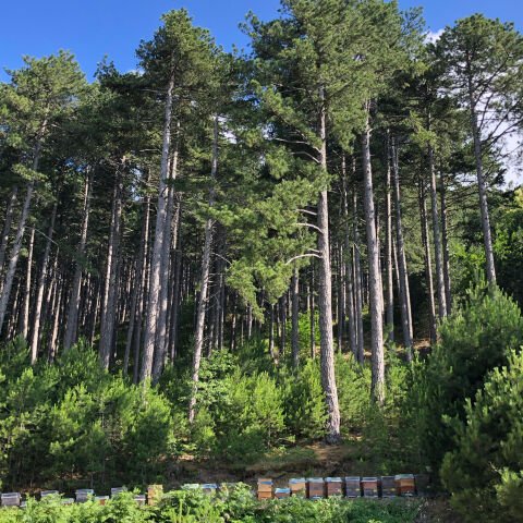 Çam Balı – 480 g