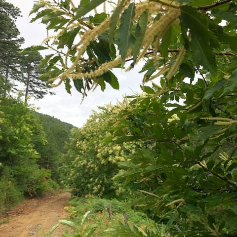 Kestane Balı – 480 g