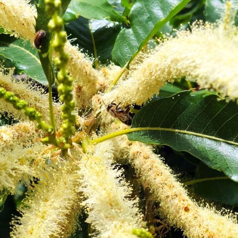 Kestane Balı – 480 g