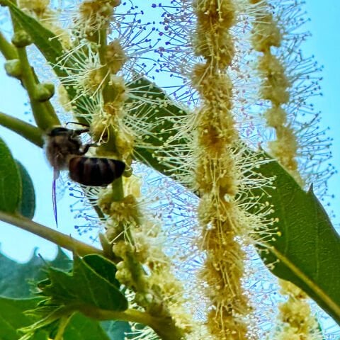 Kestane Balı – 480 g