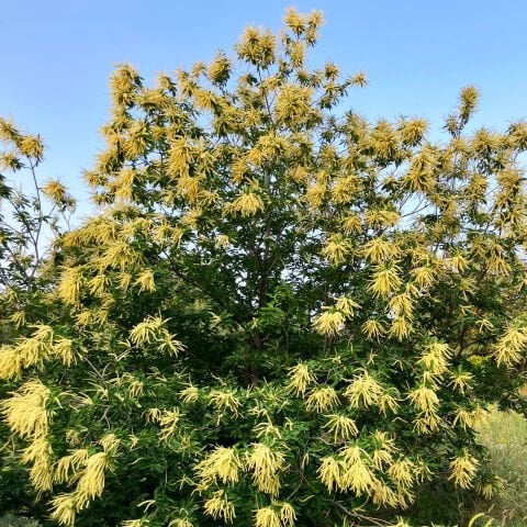 Kestane Balı – 850 g