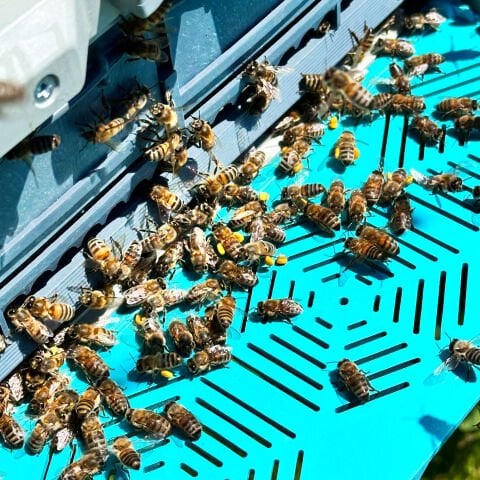 Taze Arı Poleni – 125 g