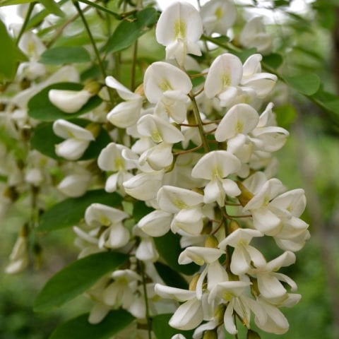 Akasya Çiçeği Sirkesi – 500 ml