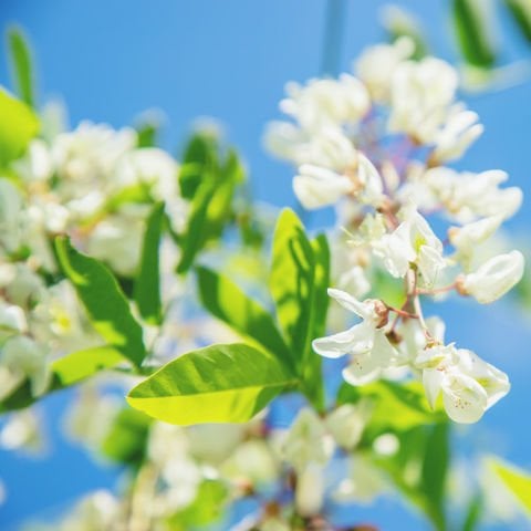 Akasya Çiçeği Sirkesi – 500 ml
