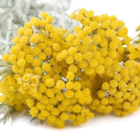 Altın Otu Sirkesi – 500 ml