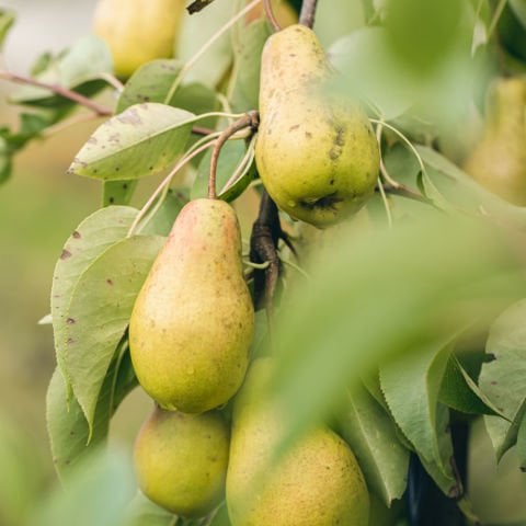 Armut Sirkesi – 500 ml