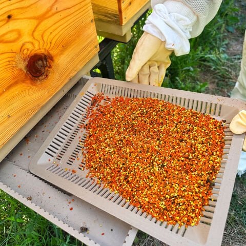 Taze Arı Poleni - 250 g